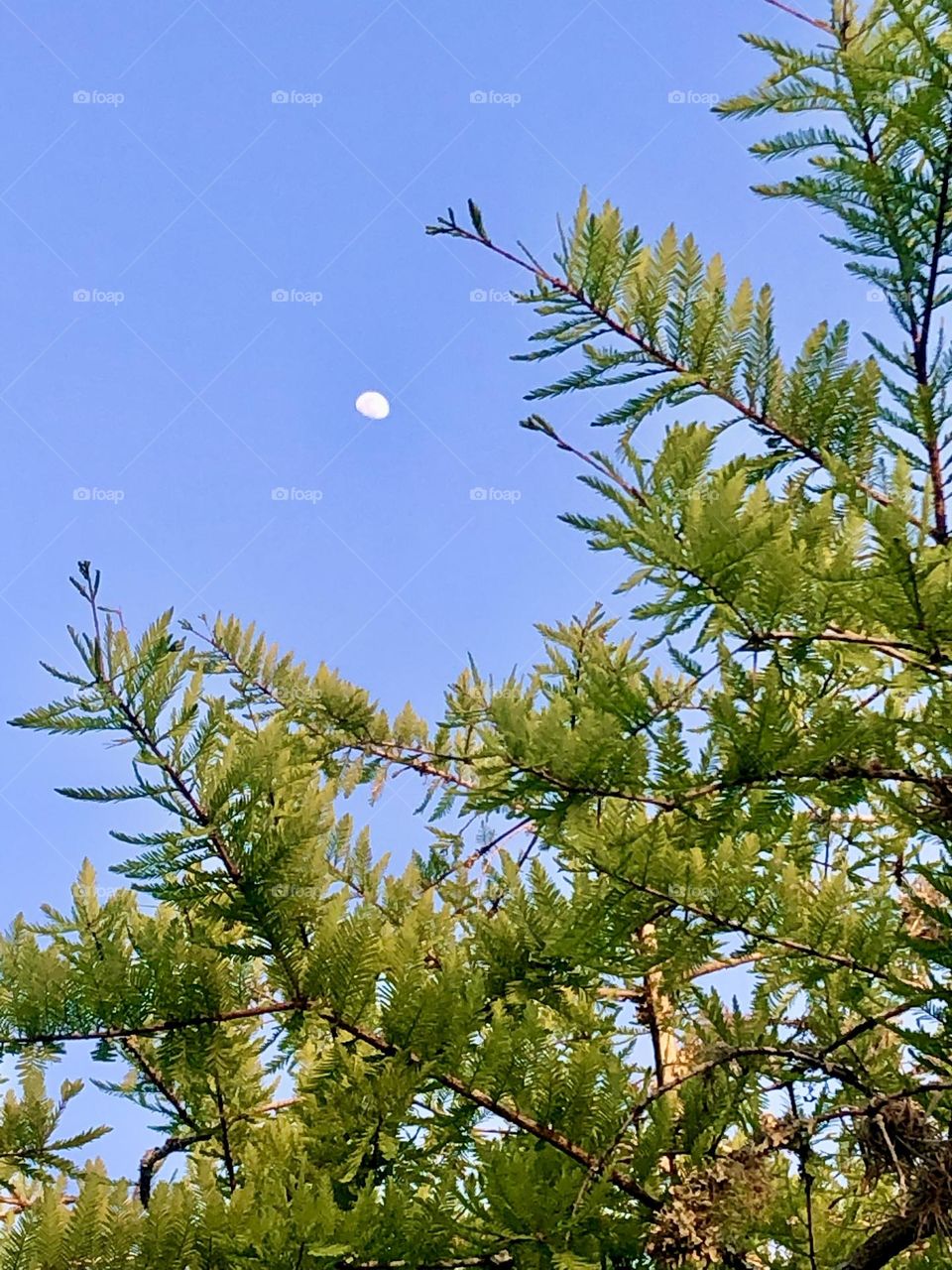 Half moon tonight above the blooming cypress tree!!!