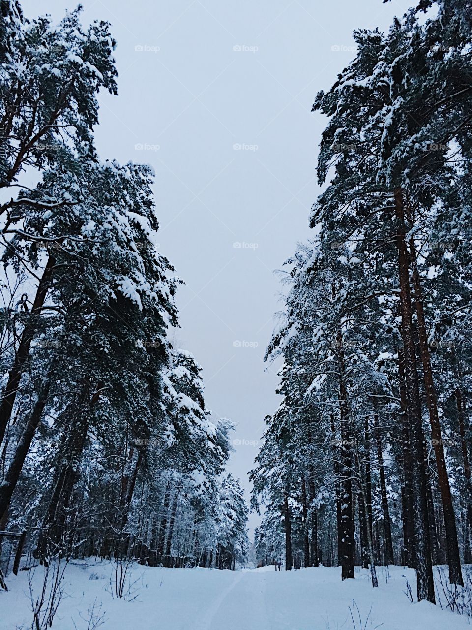 White forest 