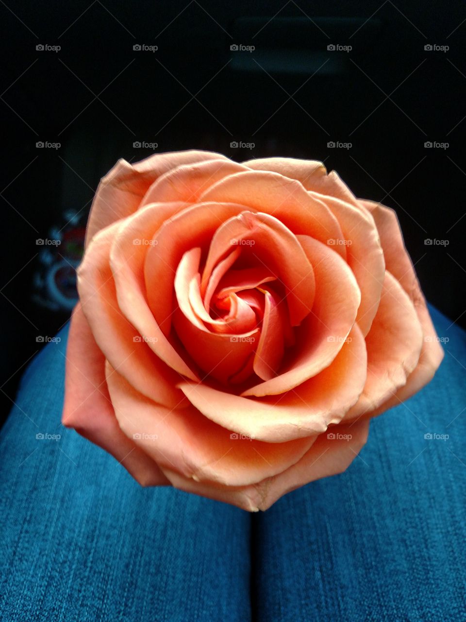 Peach colored rose