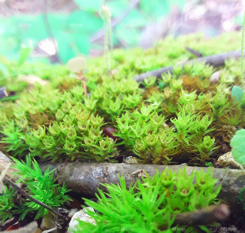 Close up moss