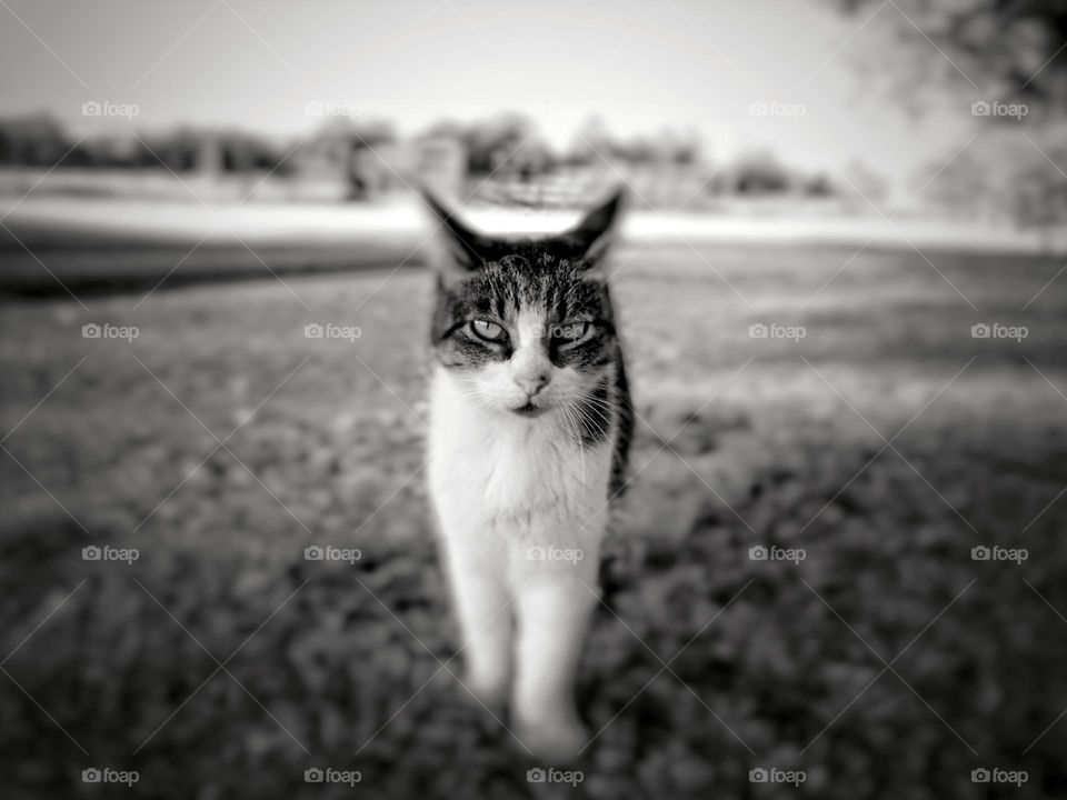 Tabby Cat Coming Across a Field in black & white