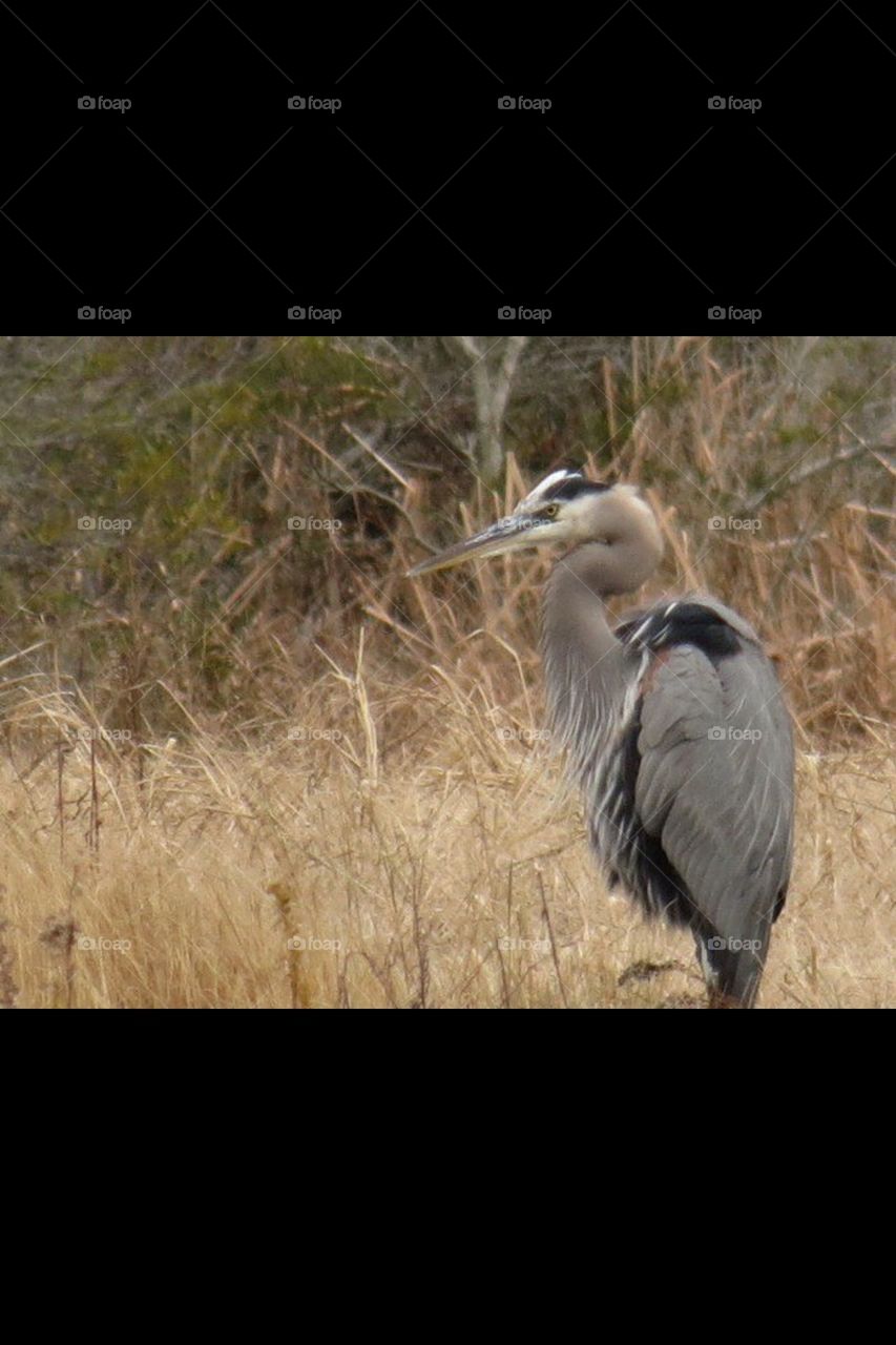 Grey Heron