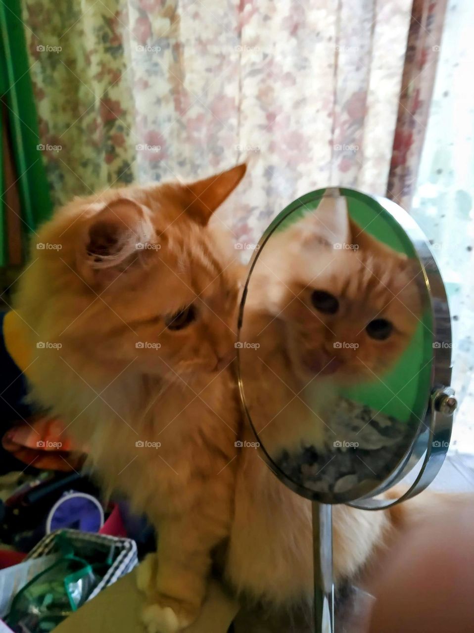cat looks in the mirror, ginger cat, cat, midsection, ginger, animal, pets, friend, family member