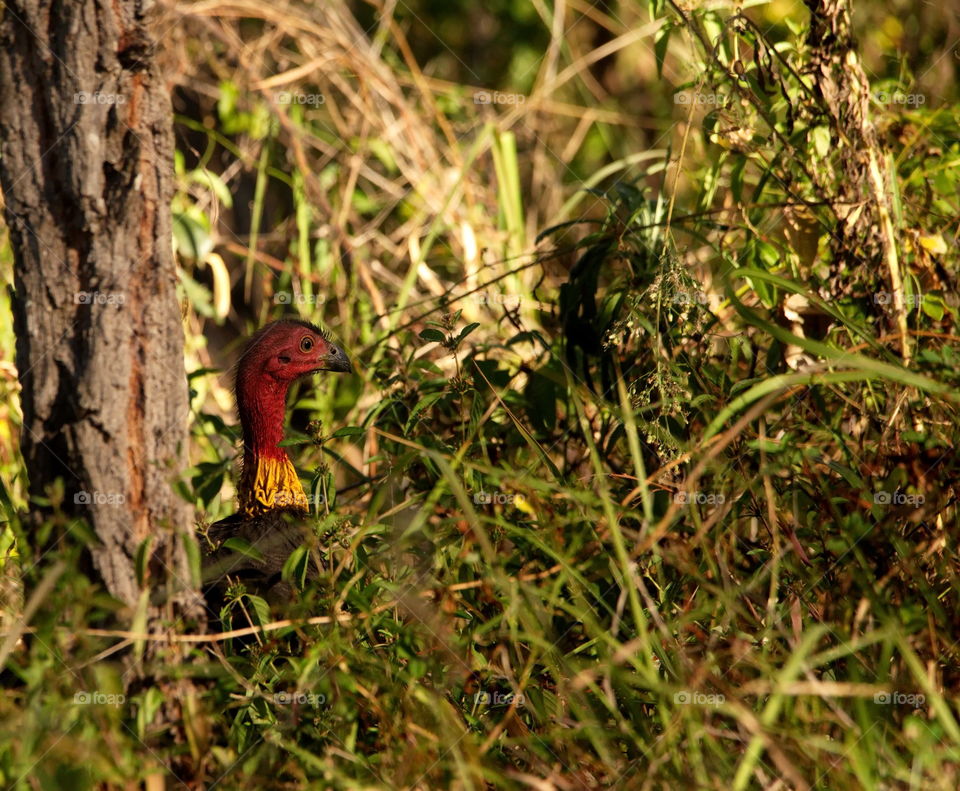 Australian Brush-turkey