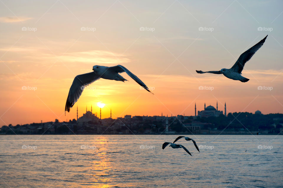 the seagulls flying over bosphorus