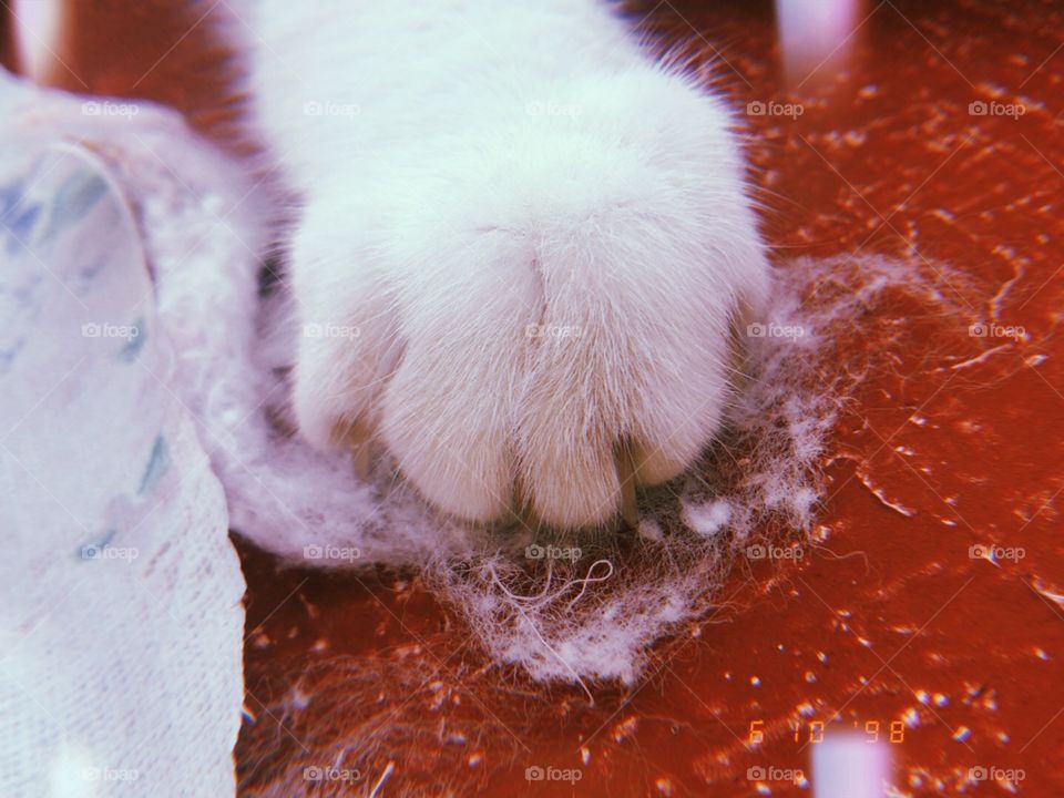 I think his little paws are the cutest thing in the world.