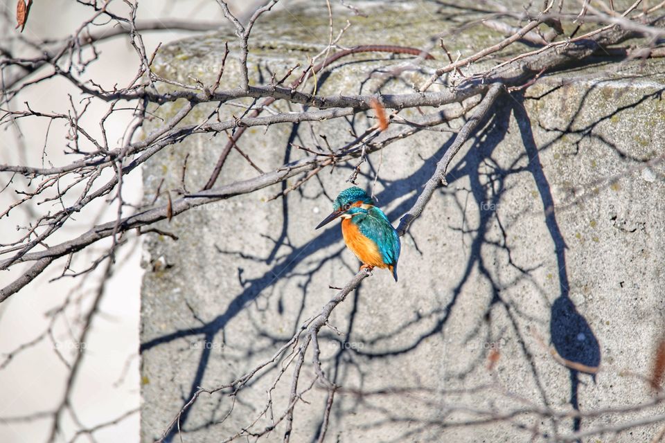 Kingfisher on dry branch