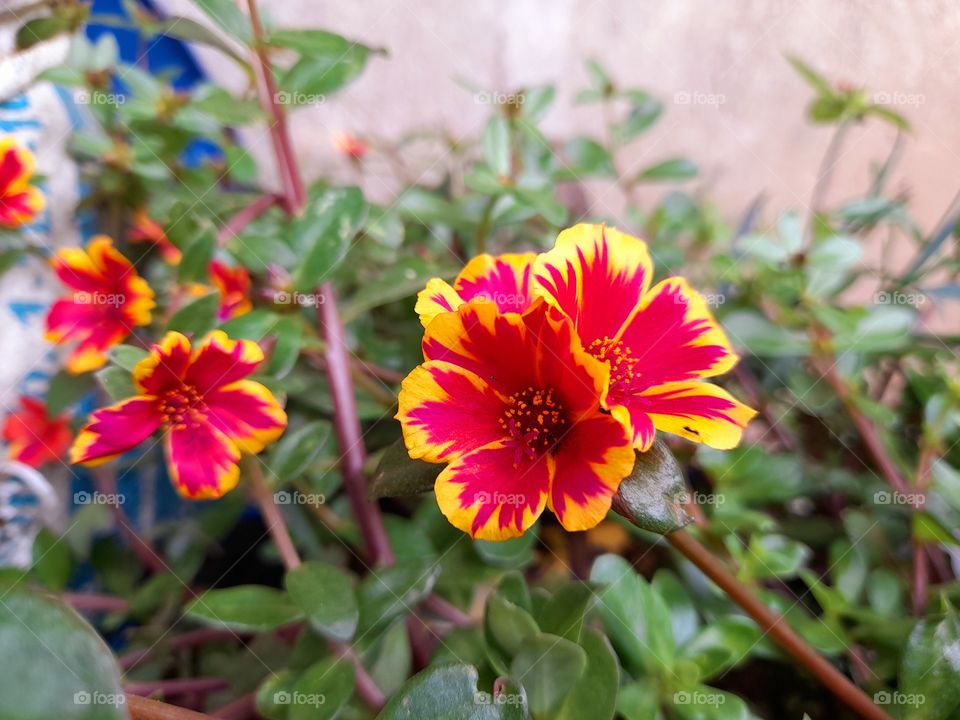 Tri colored mini flower