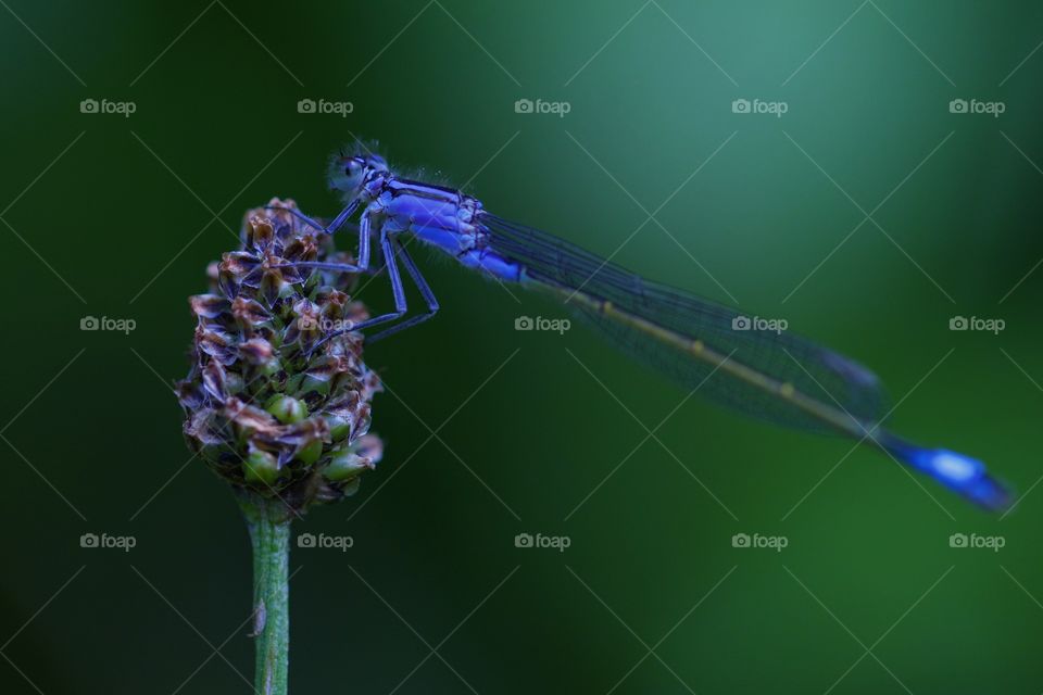 Damselfly on flower