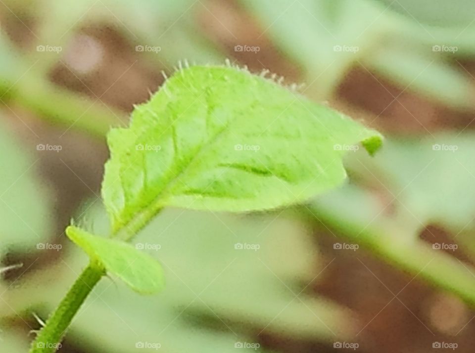 Greenery is the sign of safe environment, plant trees and save earth from global warming