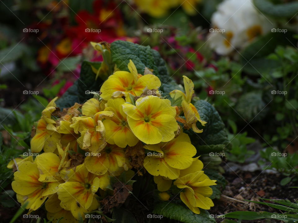 Multicoloured flowers