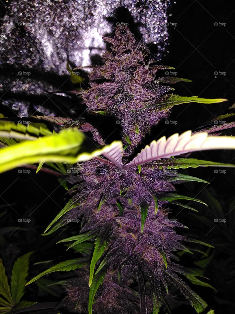 dark purple cannabis flower