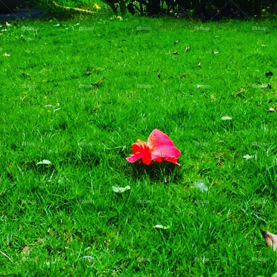 Lonely Flower! 