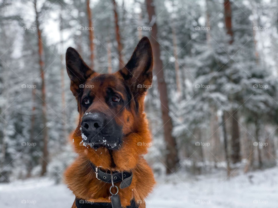 German shepherd dog in winter forest 