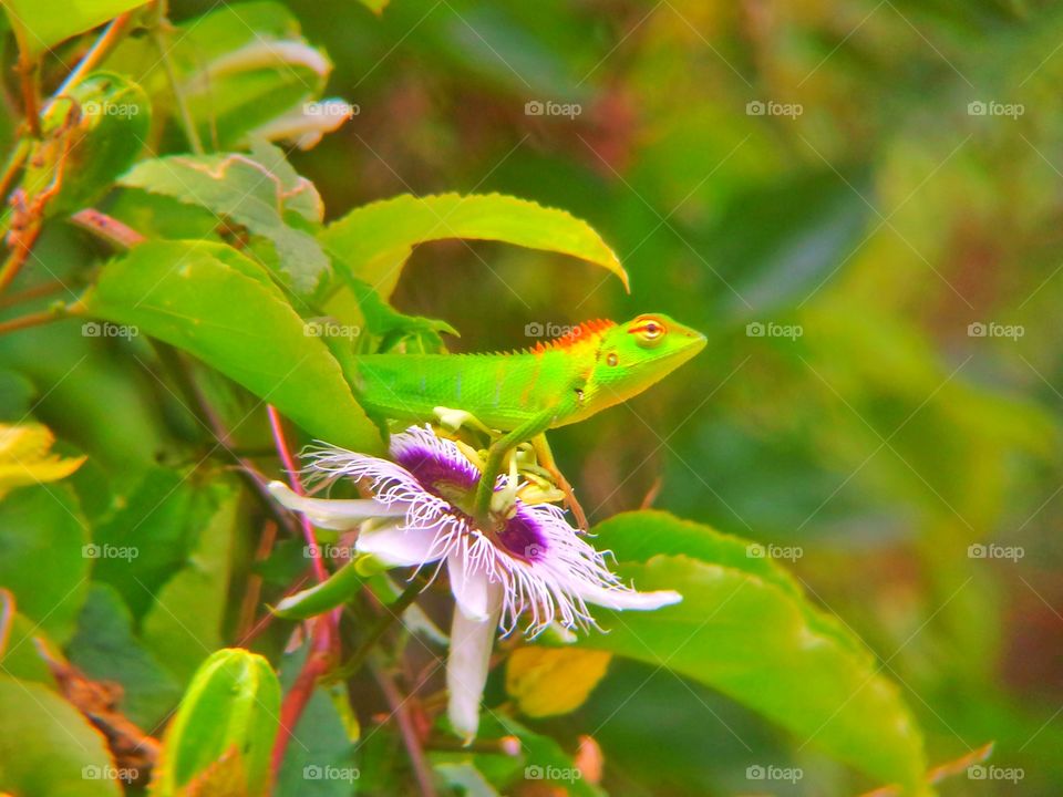 Lizard in harmony