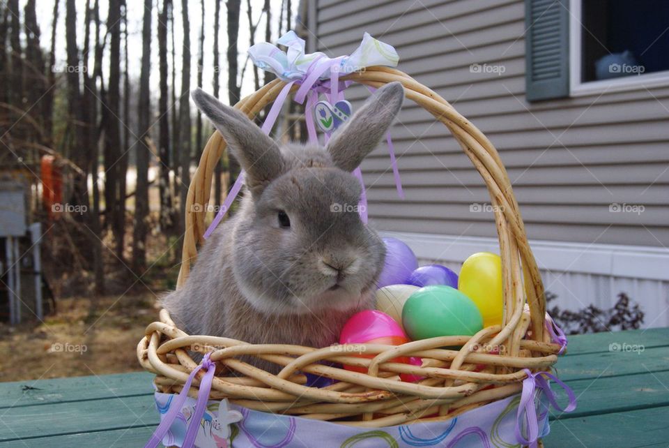 Easter bunny 