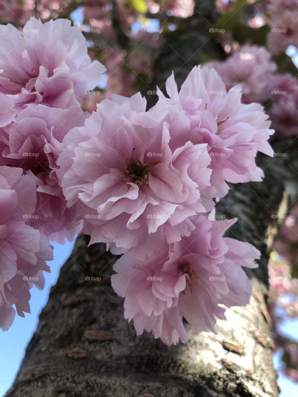 Japanese cherry tree. We found this beauty on our walk in our neighborhood. The colors are so attractive that you cannot walk by without admiring it. A great find.