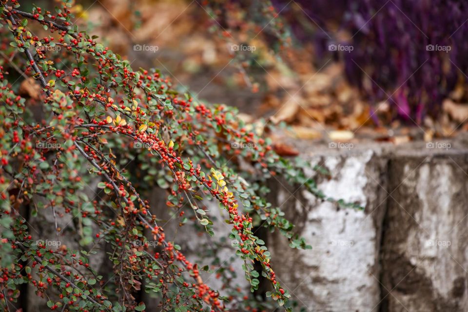 autumn view.