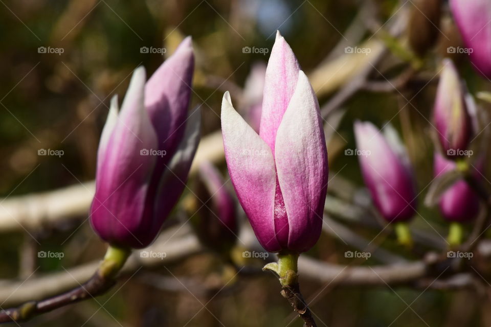 Japanese Magnolia Madness 