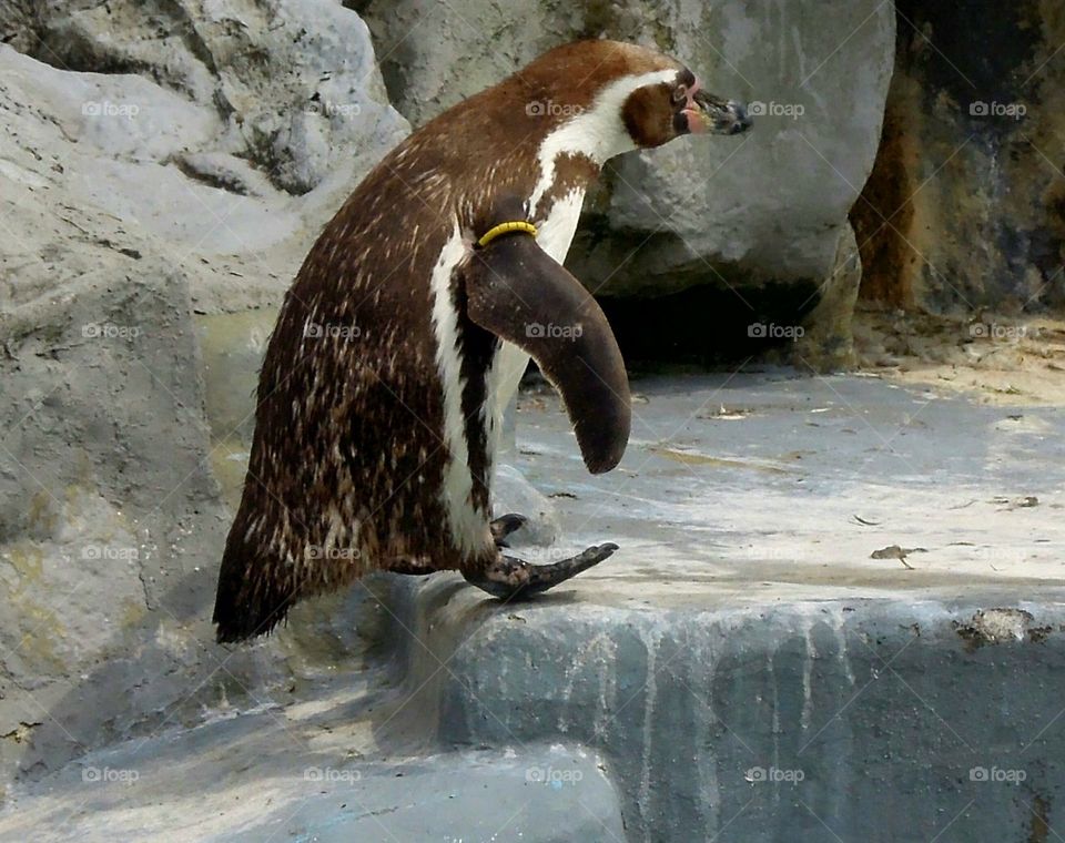 Springender Pinguin 🌸