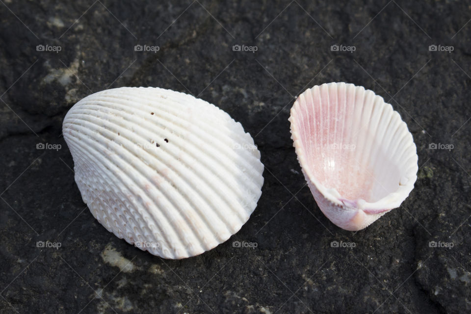 White pink sea shells on black rock 