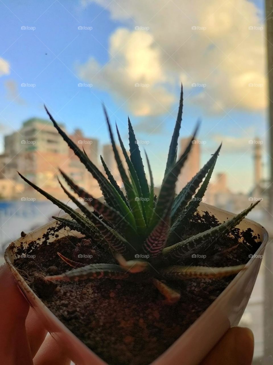 Haworthia ❤️