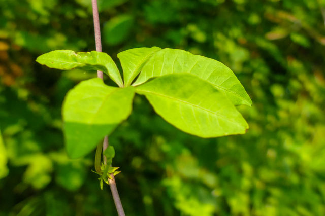 Beautiful leaf closeup photography