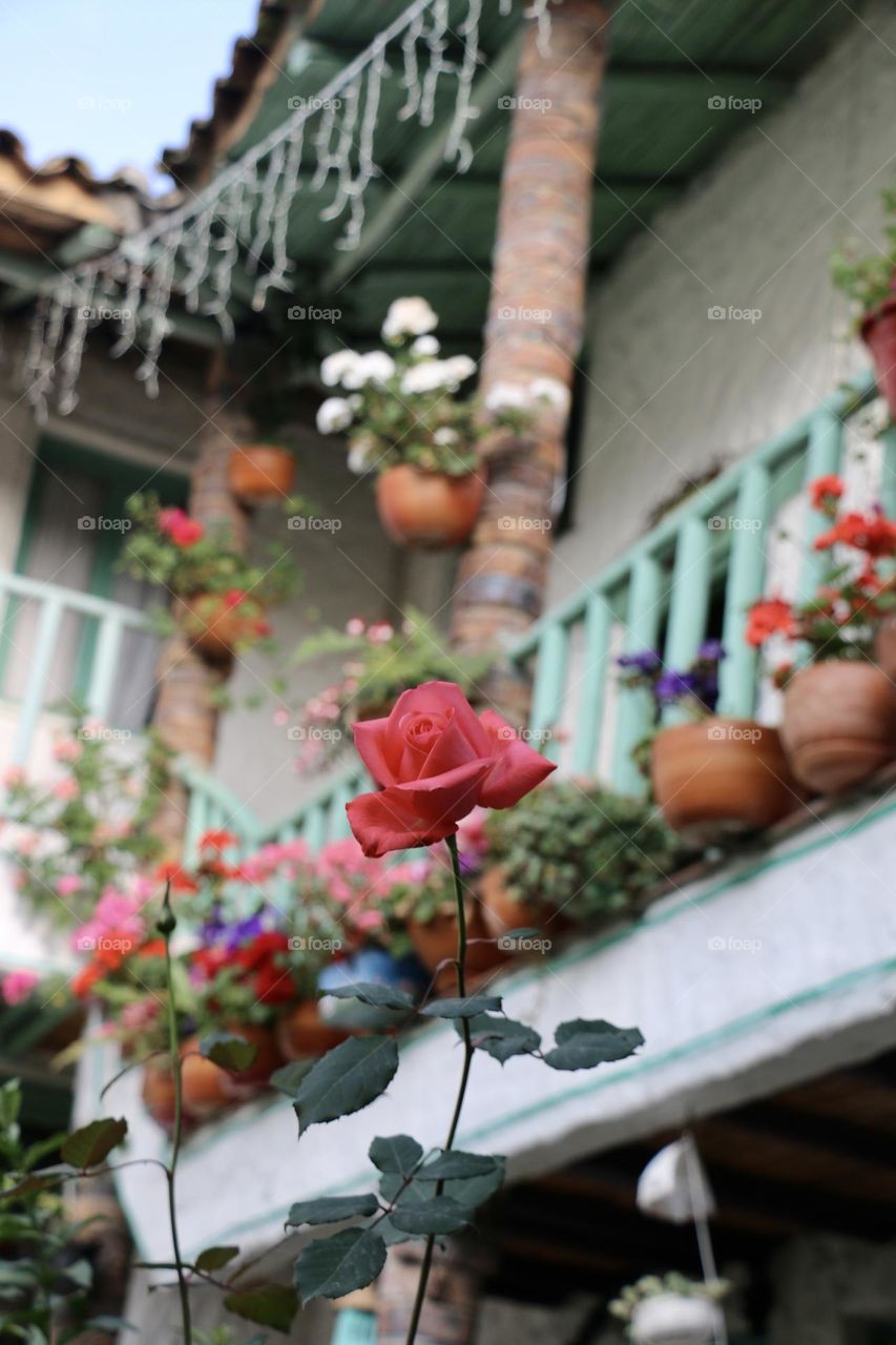 La perspective et l’harmonie imposées par cette rose