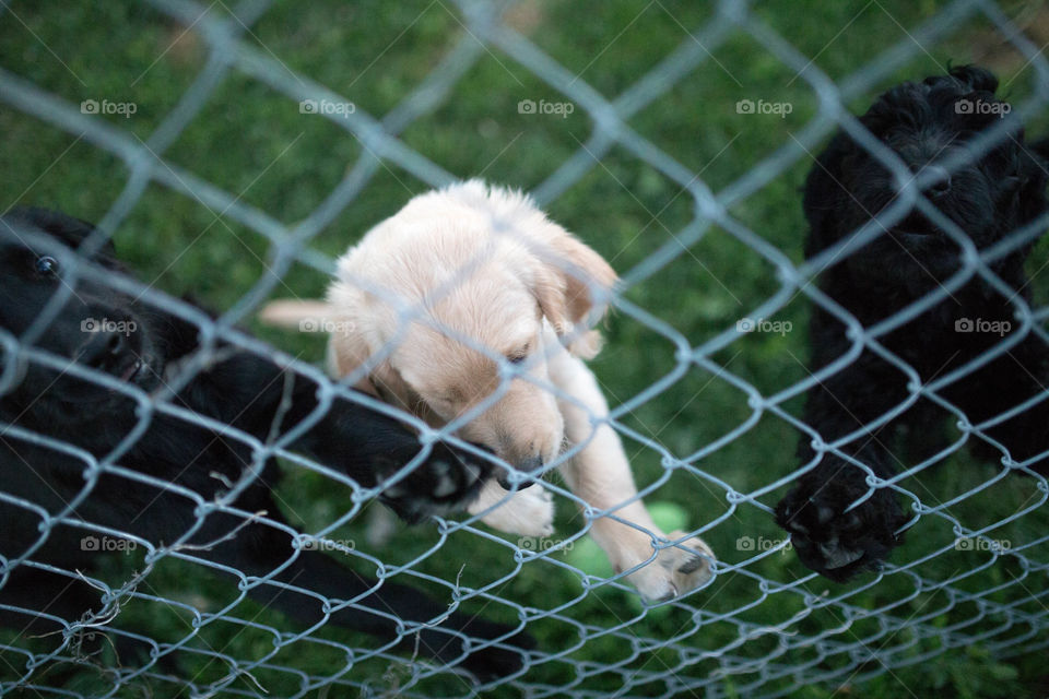 puppy on fence