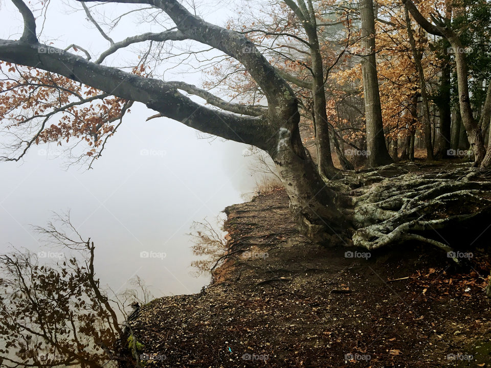 Crystal clear reflections of tree branches on the placid surface of the water at a lake in North Carolina on a foggy morning and an impressive network of a root system