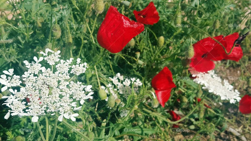 Flower, Flora, Nature, Field, Summer