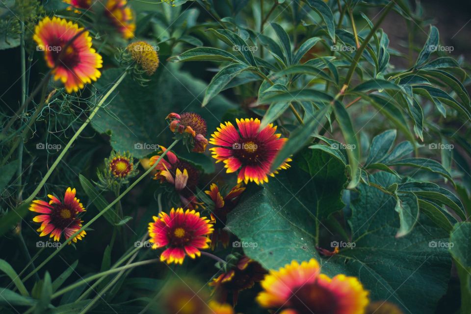 Gaillardia