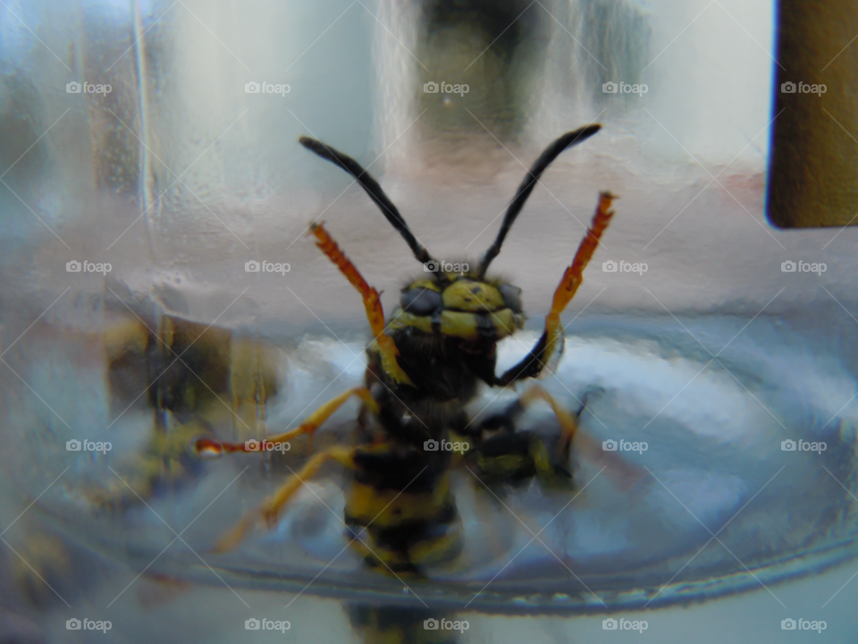 wasp insekt geting by MagnusPm