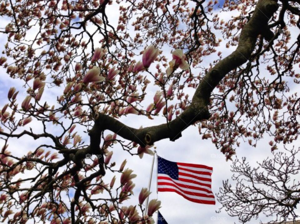 Flying free in the magnolias