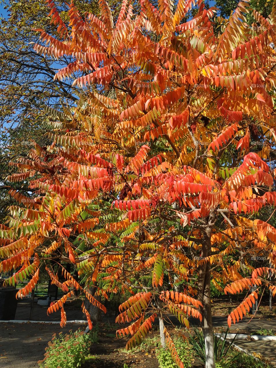 Colourful tree in the autumn
