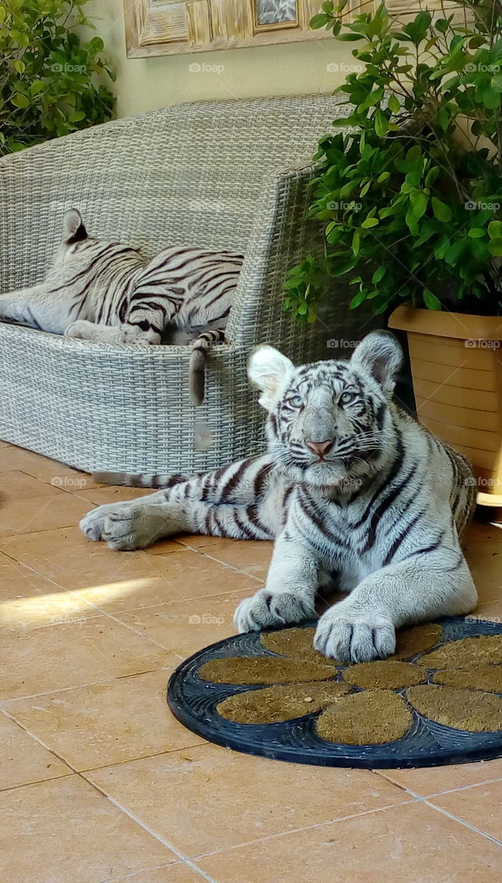 relaxing white tigers