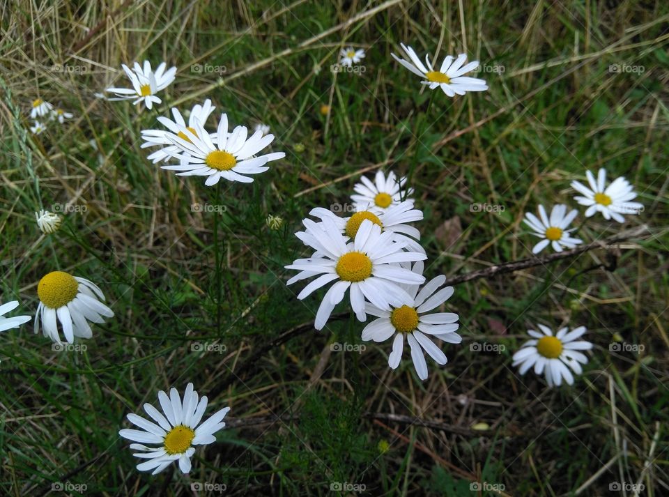 wild camomiles flowers in the grass summer time