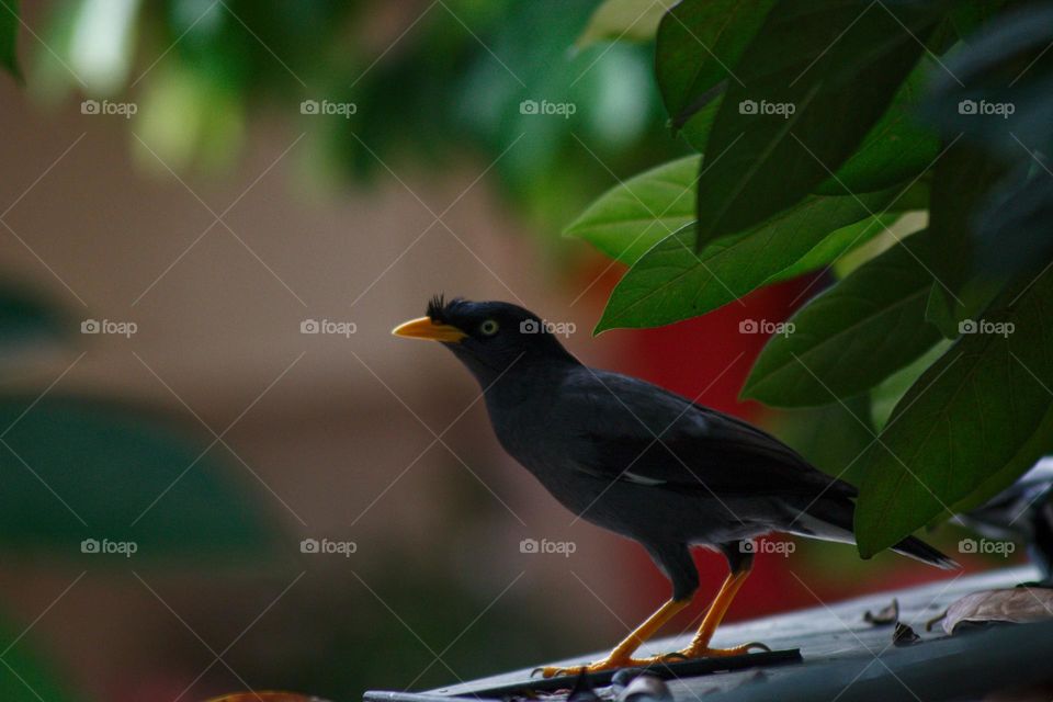 A gangsta beo sitting on a branch of a tree and checking out his food opportunities.