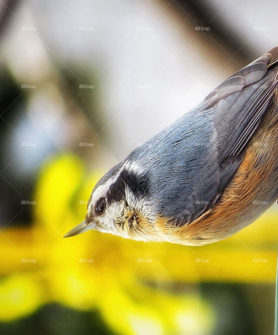 Red-breasted Nuthatch