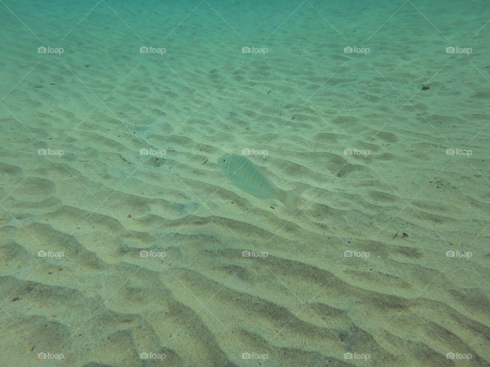 under the sea. underwater photo of the sea below the surface