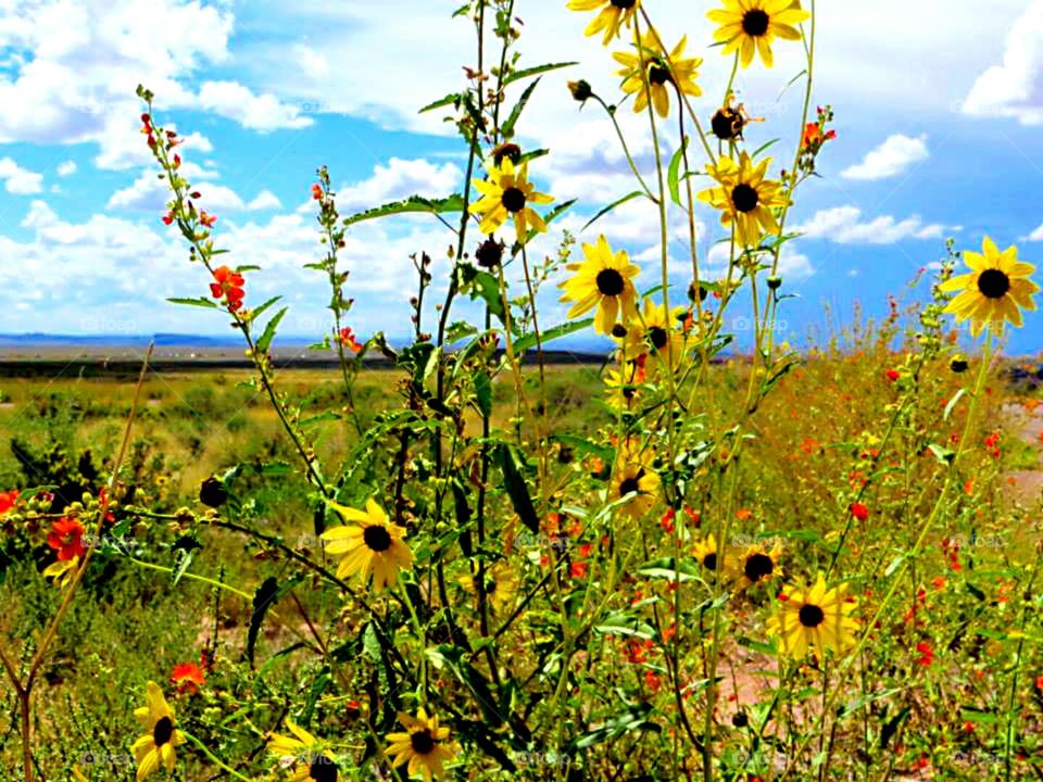 Wildflowers of the Desert