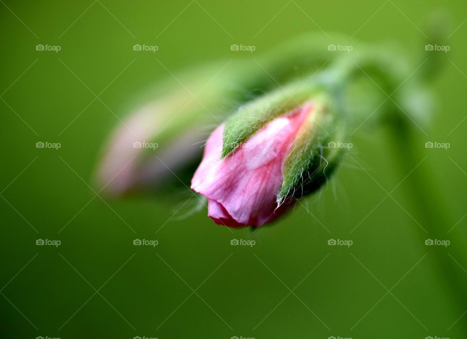 the birth of a pink flower