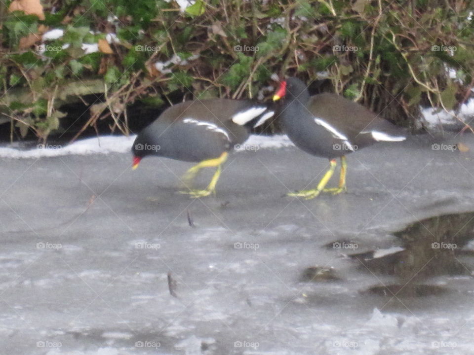 Two Coot Birds