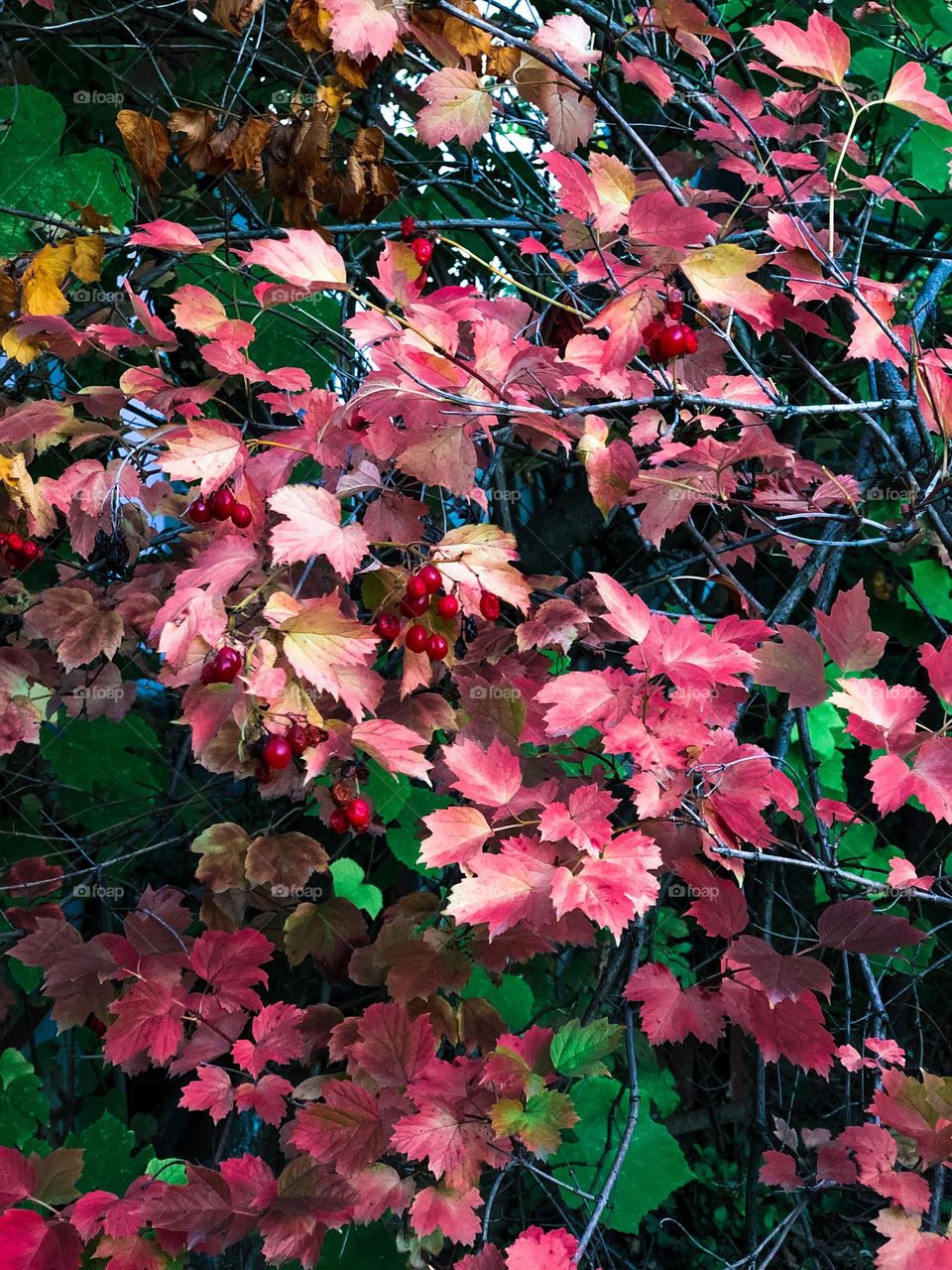 Autumn in the garden 