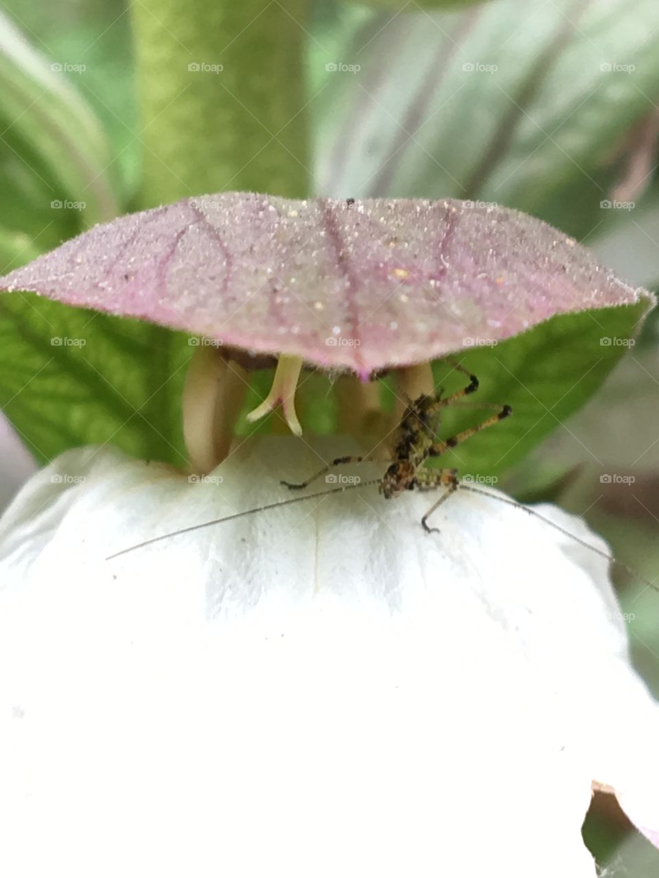 Texture in nature and insect 