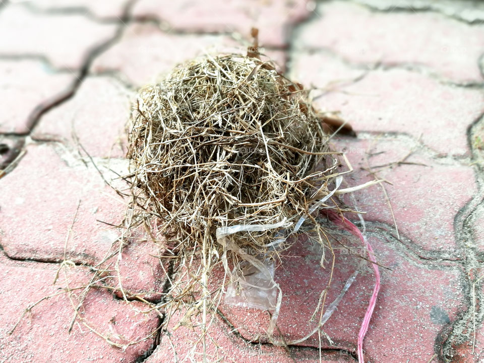 Bird's nest