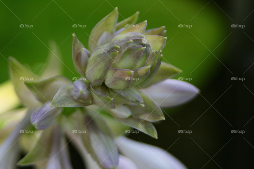 Hosta plant in bloom