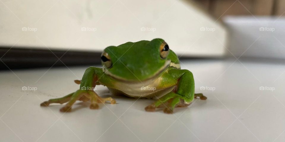 Tree Frog 