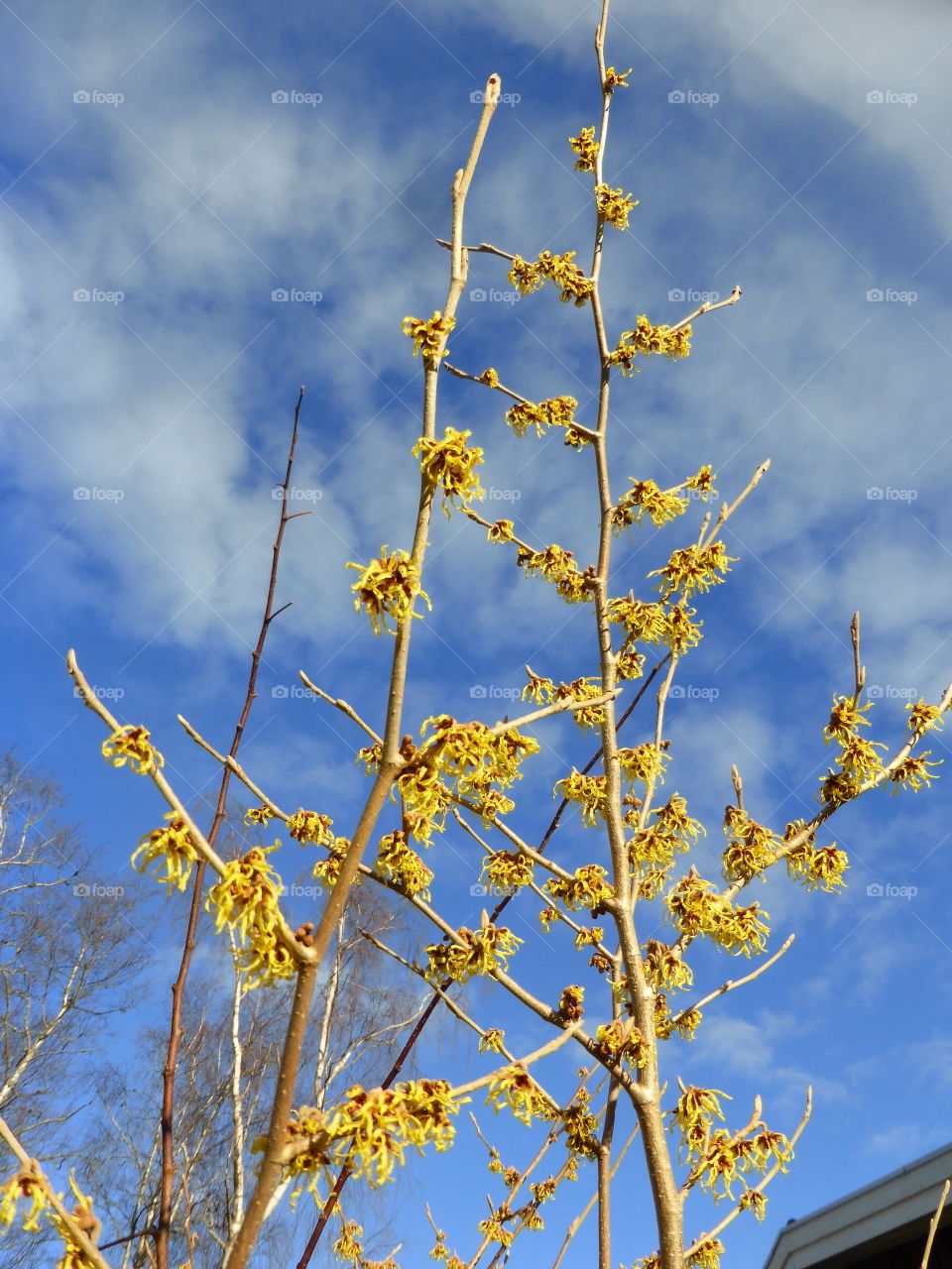 Close-up of dry flowers