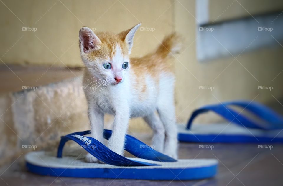 kitten standing on sandal jepit
